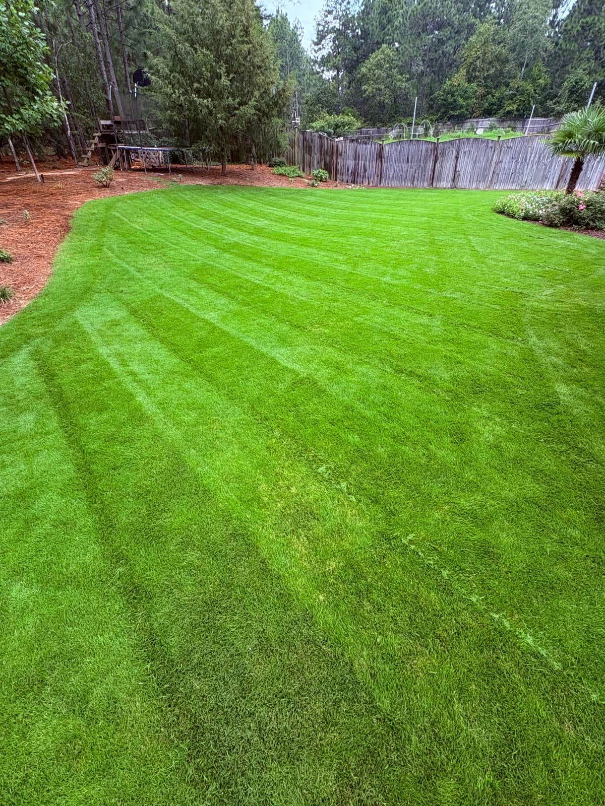 Dense, uniform warm-season lawn with no visible disease damage