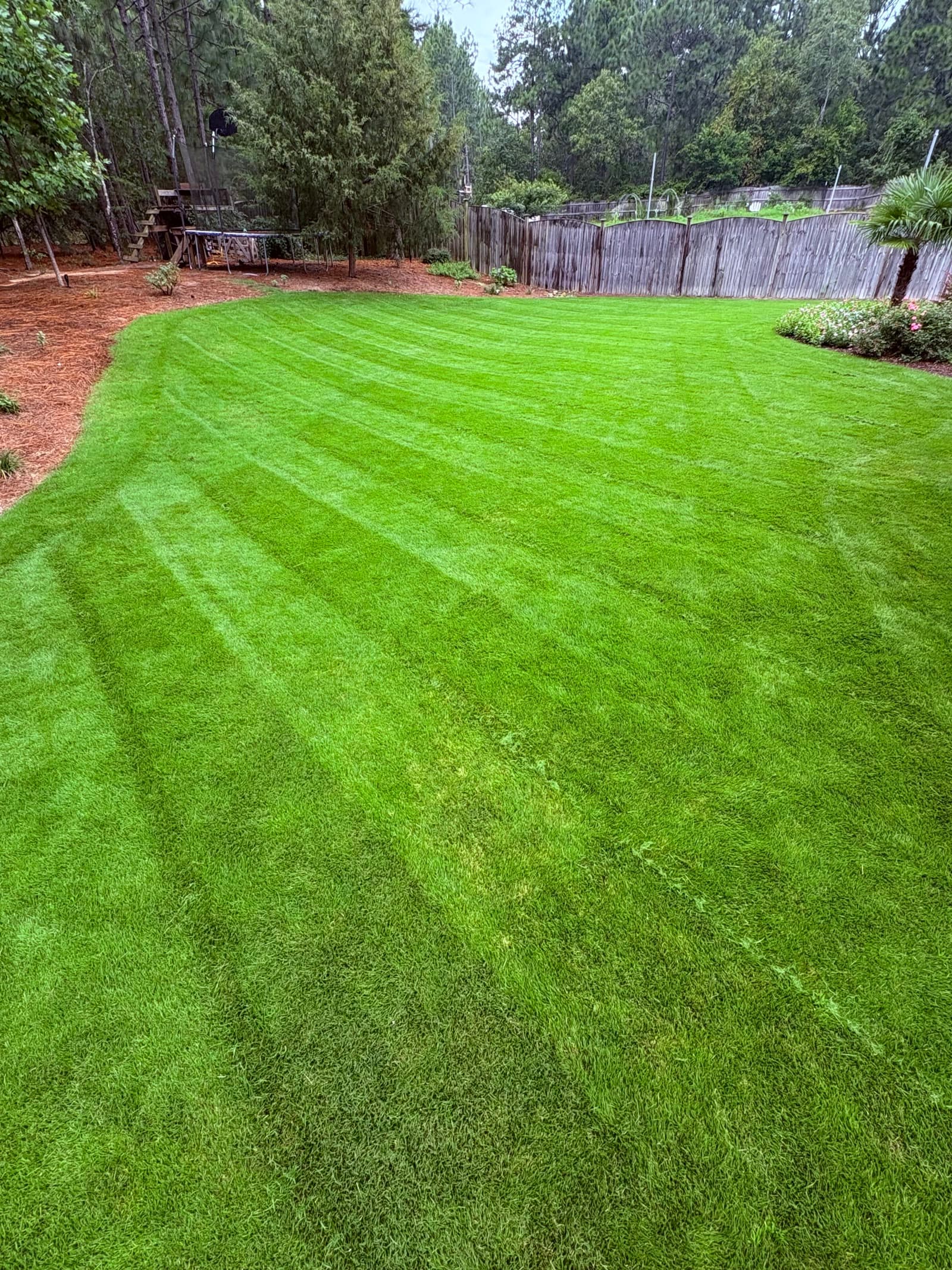 Finished residential lawn after GLS Turf treatment in Lexington, South Carolina
