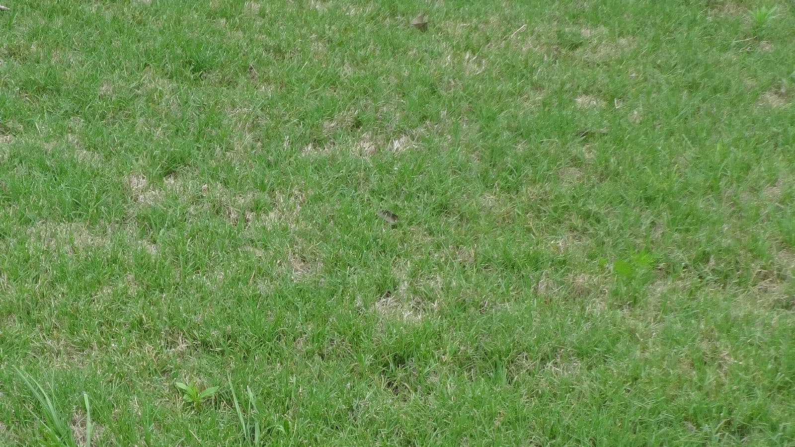 Close-up of TifSport hybrid Bermuda grass in a University of Georgia turfgrass trial plot