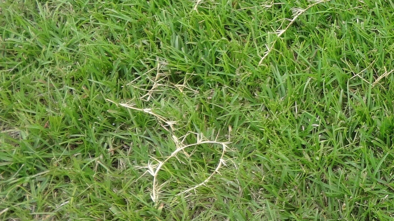 Close-up of common Centipede grass, with its creeping runners, in a University of Georgia turfgrass trial plot