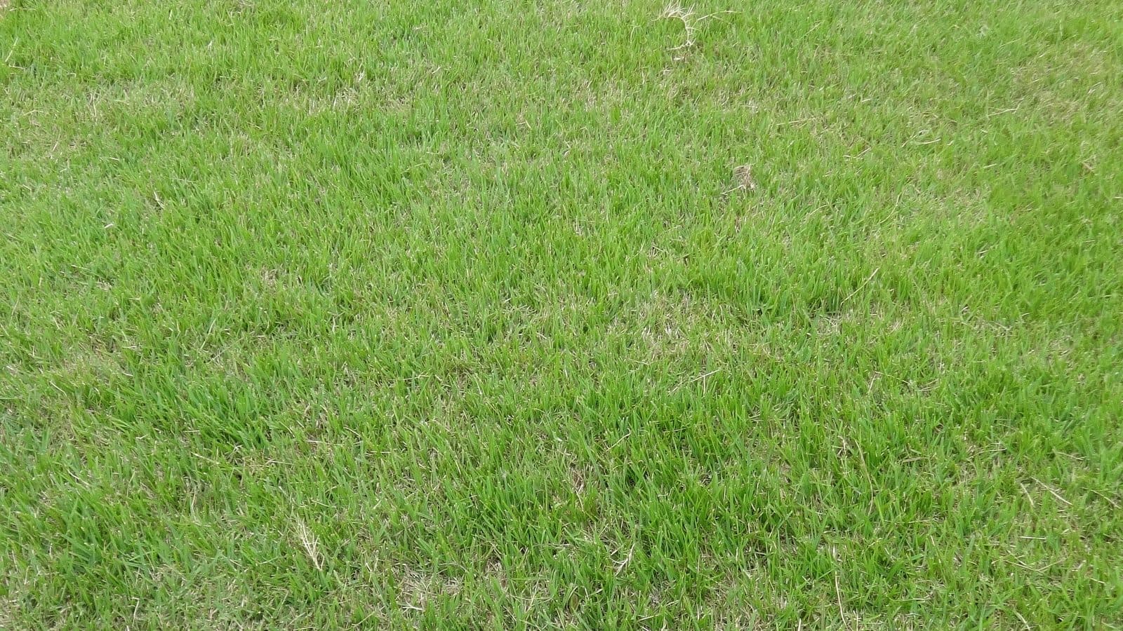 Close-up of Meyer Zoysia grass in a University of Georgia turfgrass trial plot
