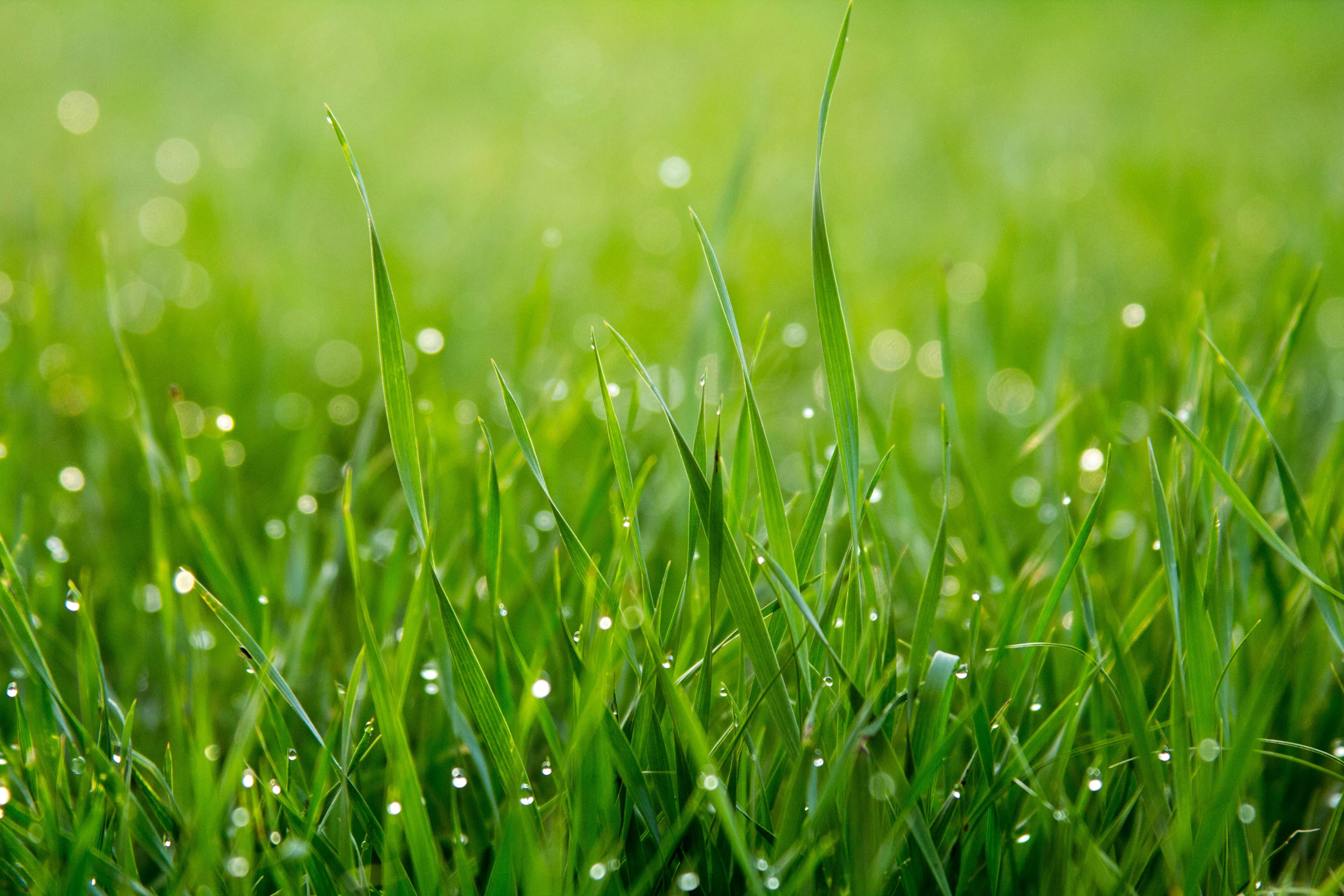 Close-up of sunlit green grass with water droplets